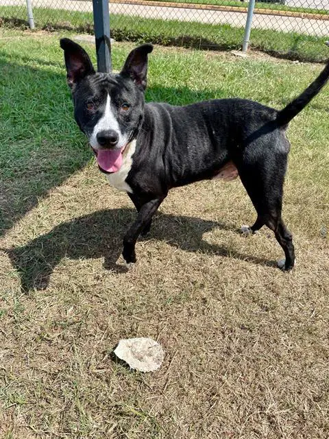 Diesel - American Pit Bull Terrier