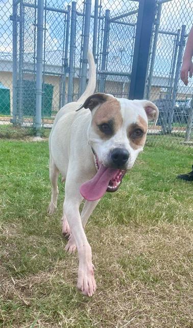 adoptable Dog in Pasadena, TX named ROSIE