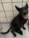 adoptable Dog in Pasadena, TX named SIRIUS