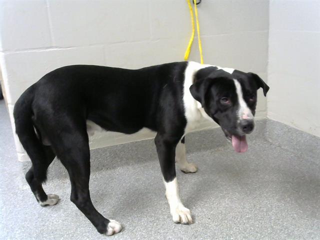 adoptable Dog in Pasadena, TX named TOM