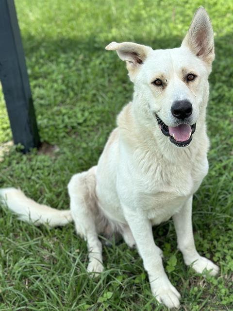 adoptable Dog in Pasadena, TX named FRANCO