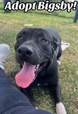 adoptable Dog in Pasadena, TX named BIGSBY