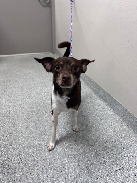 adoptable Dog in Pasadena, TX named PICKLES