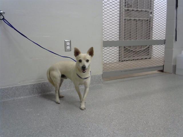 adoptable Dog in Pasadena, TX named KOBY