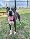 adoptable Dog in Pasadena, TX named DONNIE