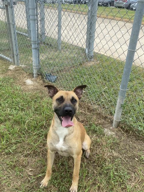 adoptable Dog in Pasadena, TX named DANNY