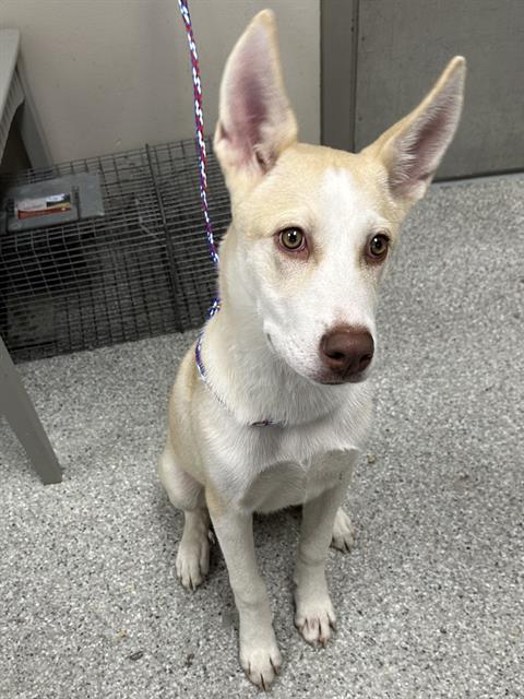 adoptable Dog in Pasadena, TX named CHERRY