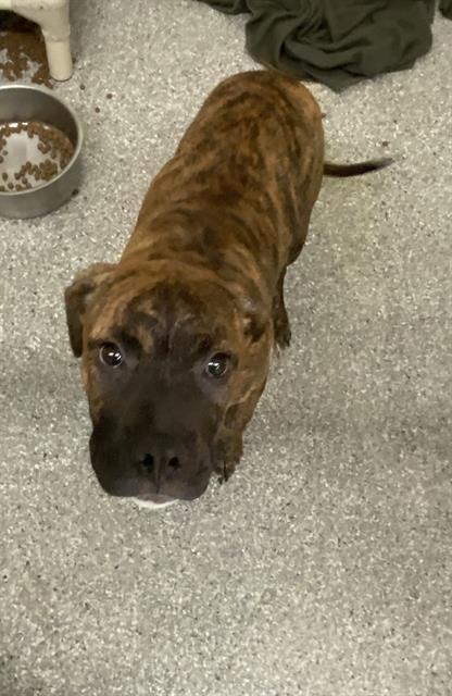 adoptable Dog in Pasadena, TX named A173823