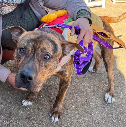 picture of the dog needing adoption