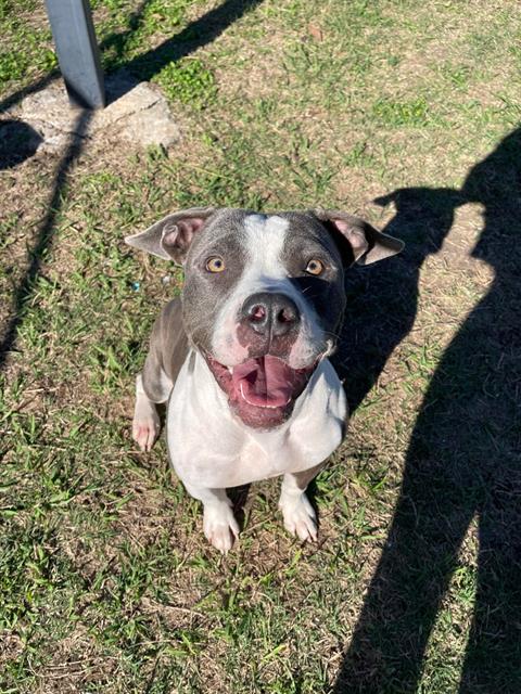 adoptable Dog in Pasadena, TX named NOVA