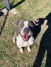 adoptable Dog in  named NOVA