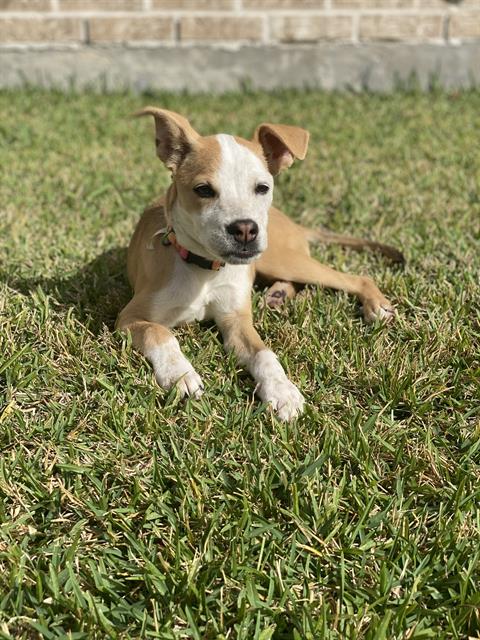 picture of the dog needing adoption