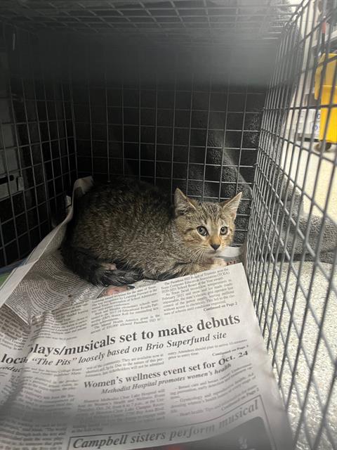 picture of the cat needing adoption