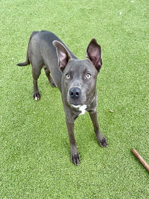 adoptable Dog in Pasadena, TX named MARA