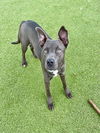 adoptable Dog in  named MARA