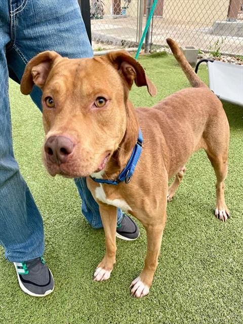 adoptable Dog in Pasadena, TX named JOEY