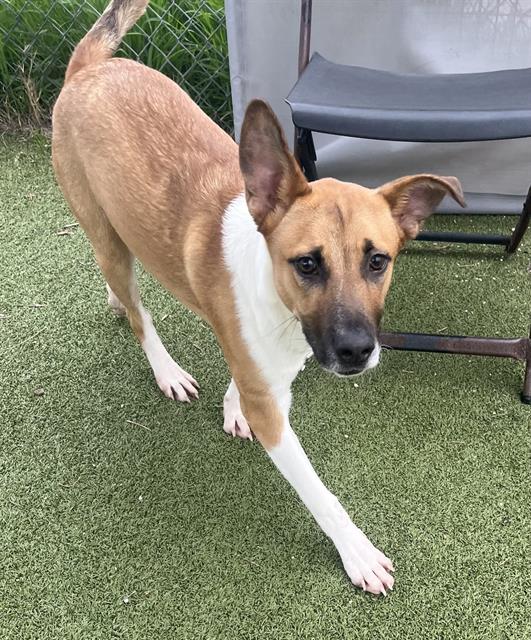 adoptable Dog in Pasadena, TX named SAMMY