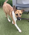 adoptable Dog in  named SAMMY