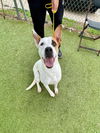 adoptable Dog in  named LEX