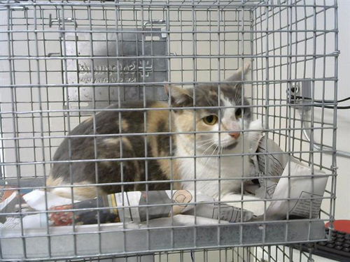 picture of the cat needing adoption