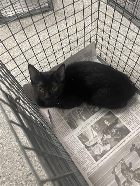 picture of the cat needing adoption