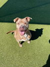 adoptable Dog in  named POTATO