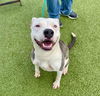 adoptable Dog in  named BEATRIX