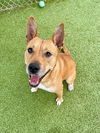 adoptable Dog in  named CAMILA