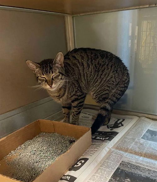 picture of the cat needing adoption