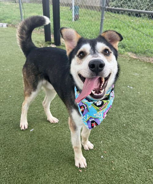 picture of the dog needing adoption