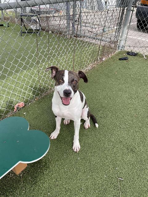 picture of the dog needing adoption