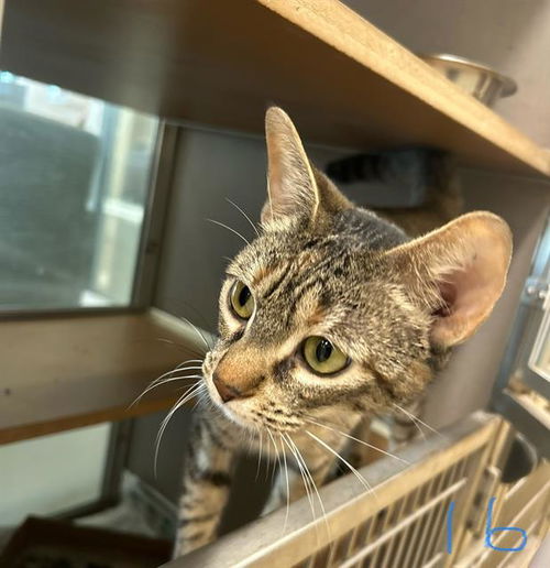 picture of the cat needing adoption