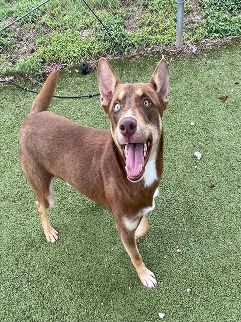 picture of the dog needing adoption