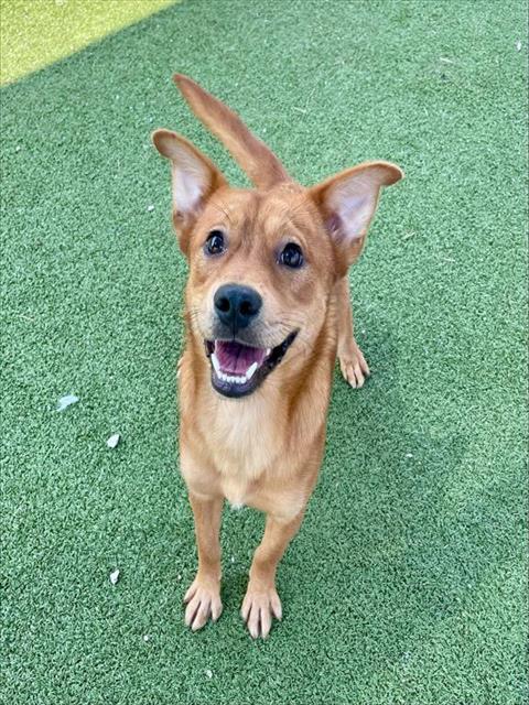 picture of the dog needing adoption
