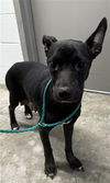 adoptable Dog in  named PIPER