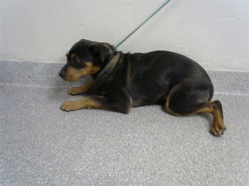 picture of the dog needing adoption
