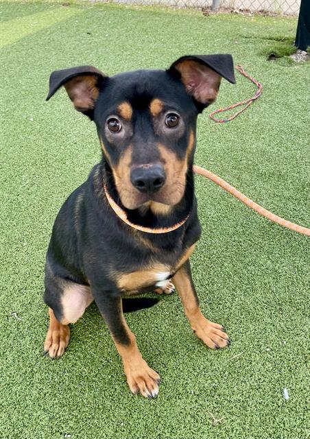 picture of the dog needing adoption