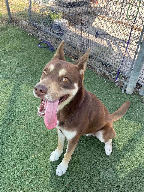 picture of the dog needing adoption