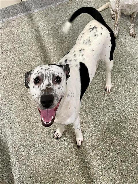 picture of the dog needing adoption