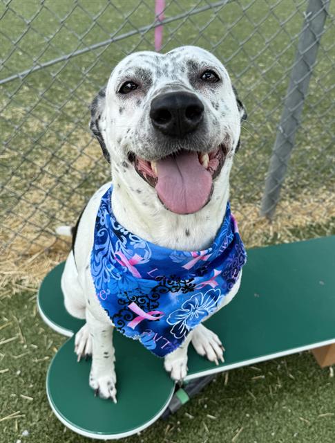 adoptable Dog in Pasadena, TX named POLKA DOT