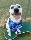 adoptable Dog in  named POLKA DOT