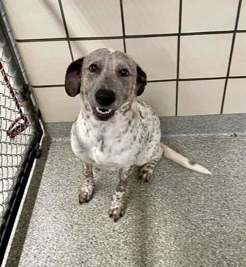 picture of the dog needing adoption