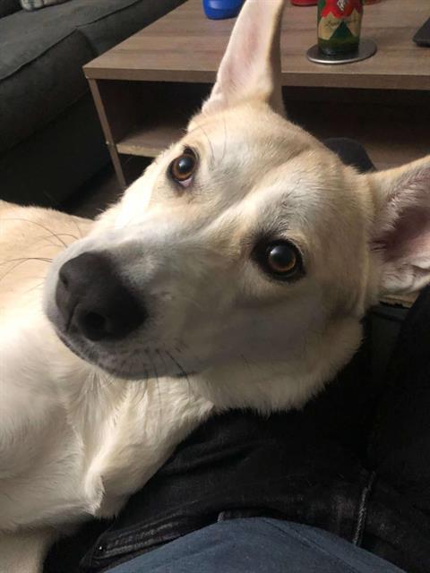 picture of the dog needing adoption