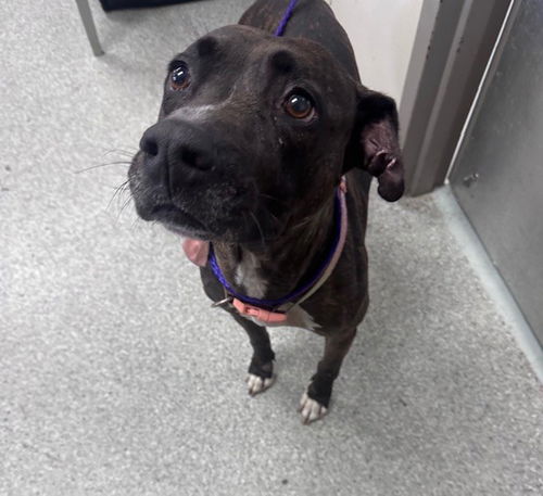 picture of the dog needing adoption