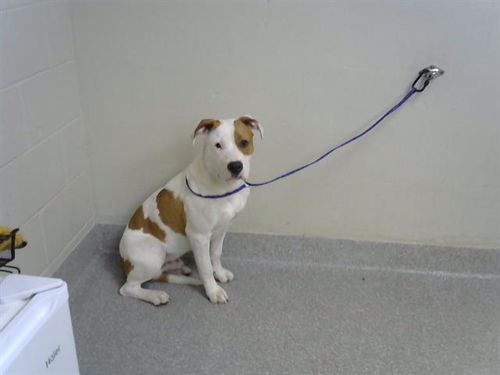 picture of the dog needing adoption