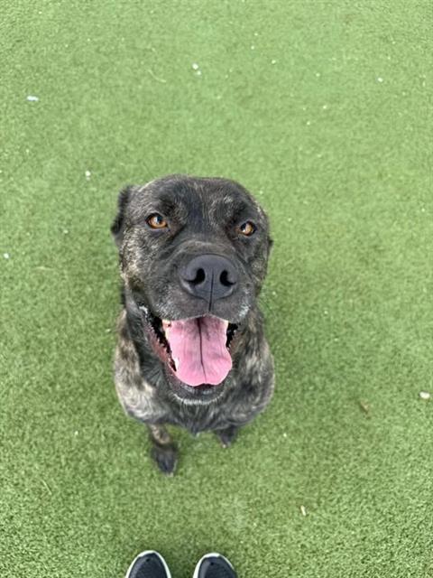 picture of the dog needing adoption