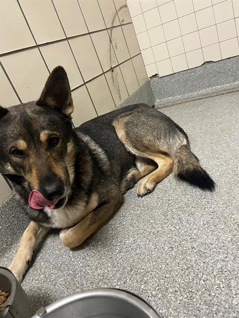picture of the dog needing adoption