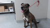 adoptable Dog in  named FANCY PANTS