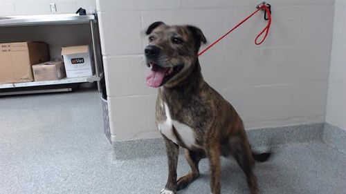 picture of the dog needing adoption
