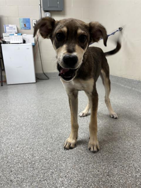 picture of the dog needing adoption